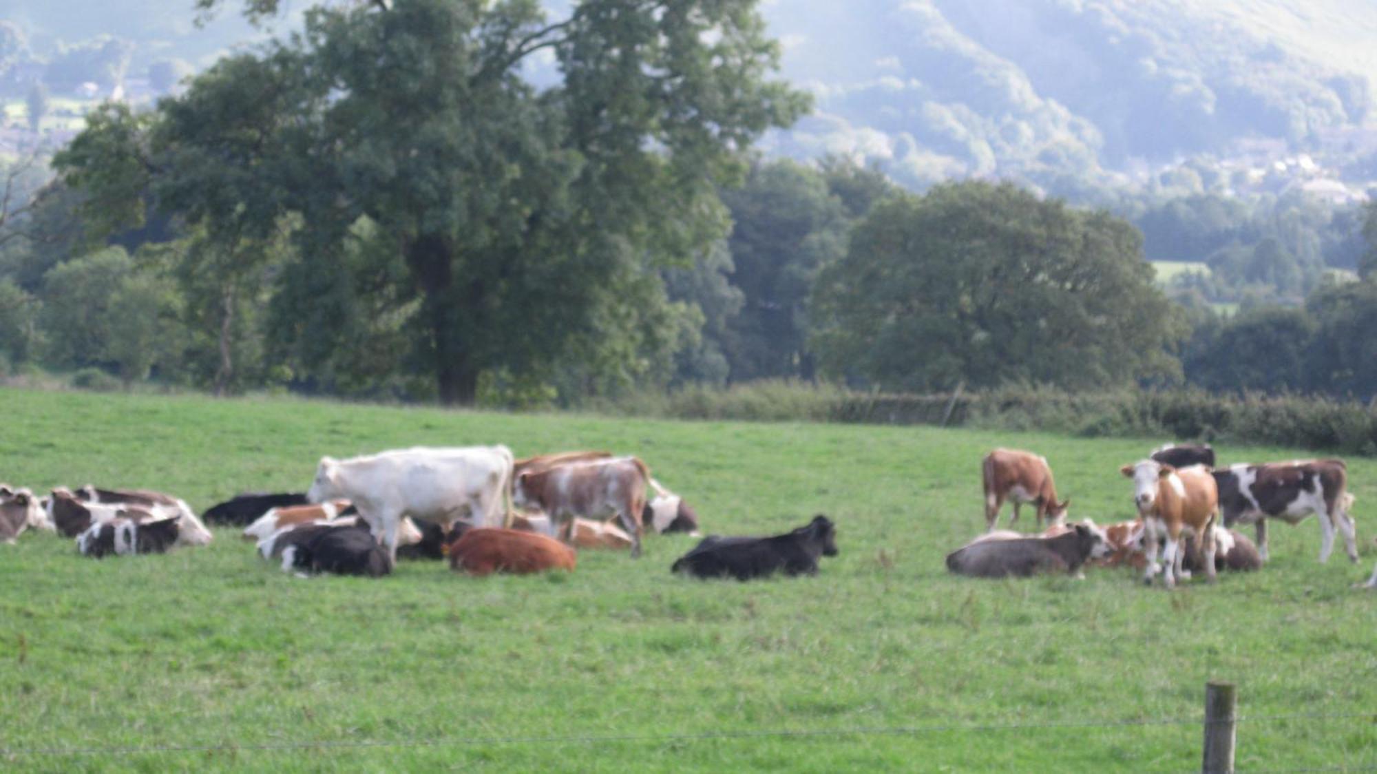 Riding House Farm Cottages 卡斯尔顿 外观 照片